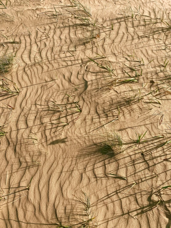 a po of tracks in the sand near a fire hydrant