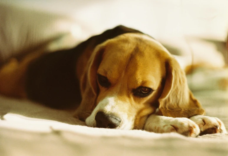 a close up of a dog laying on a bed