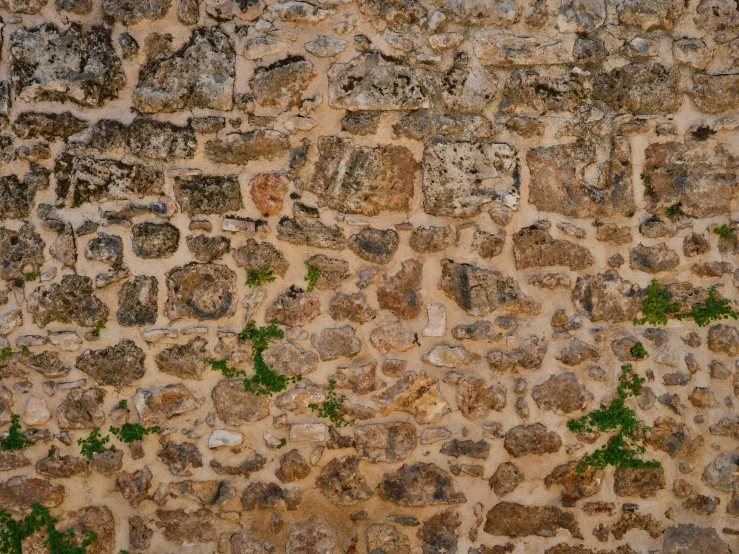 an abstract background of stone and plants