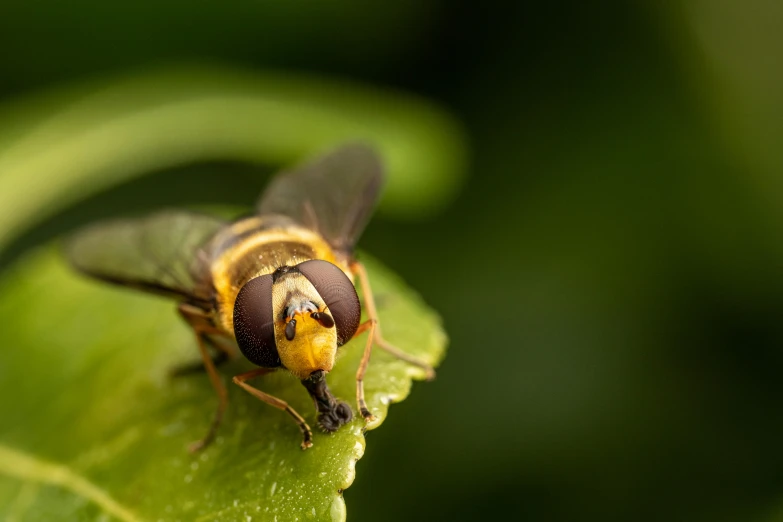 there is a fly on a leaf and is looking around