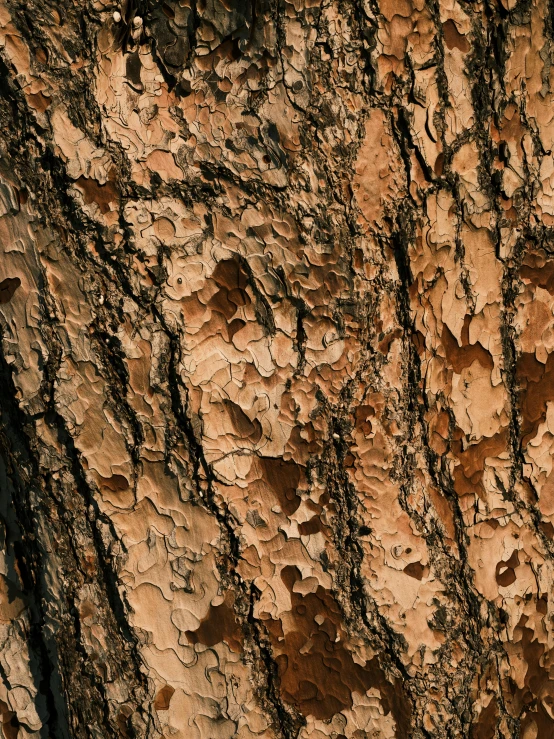 the brown bark of a tree shows brown spots on it