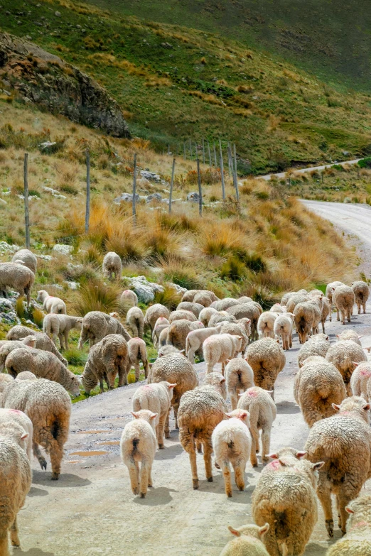 a herd of sheep that are walking down the road