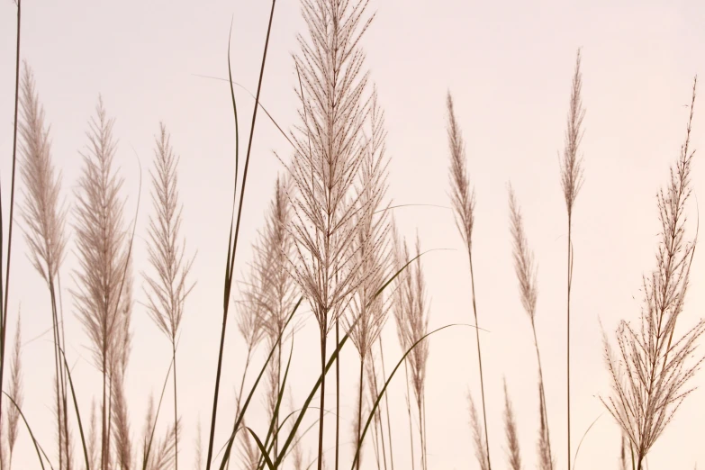 some grass and flowers in the day time