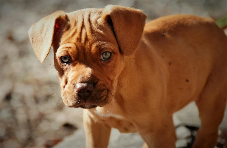 a puppy standing on top of a pile of dirt