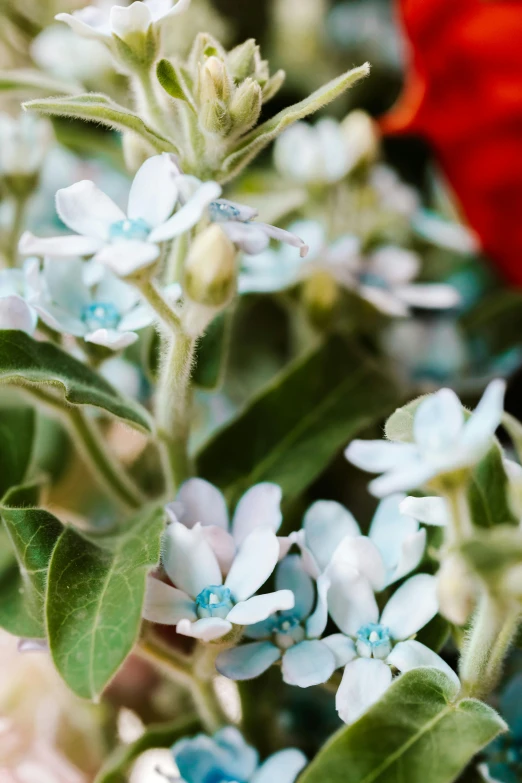 closeup of an allot of small white flowers