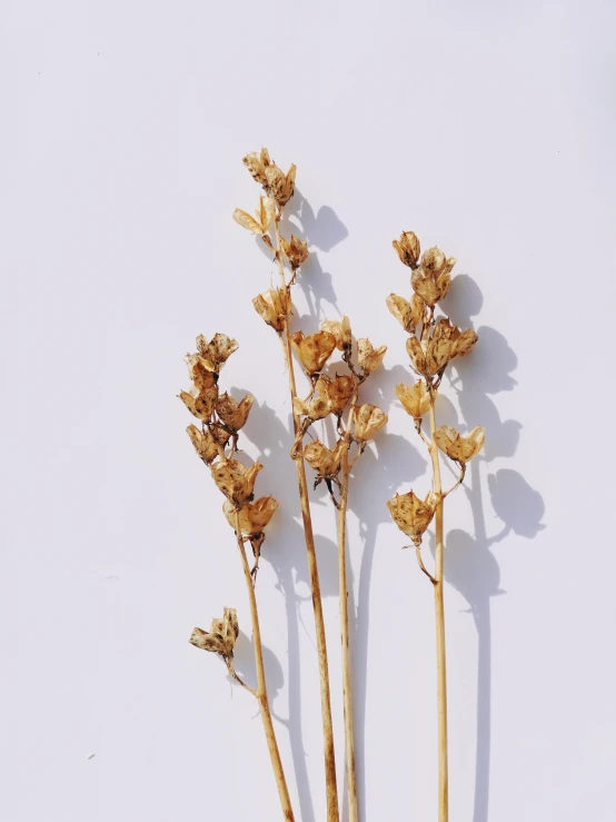 gold colored stem stems on a white wall