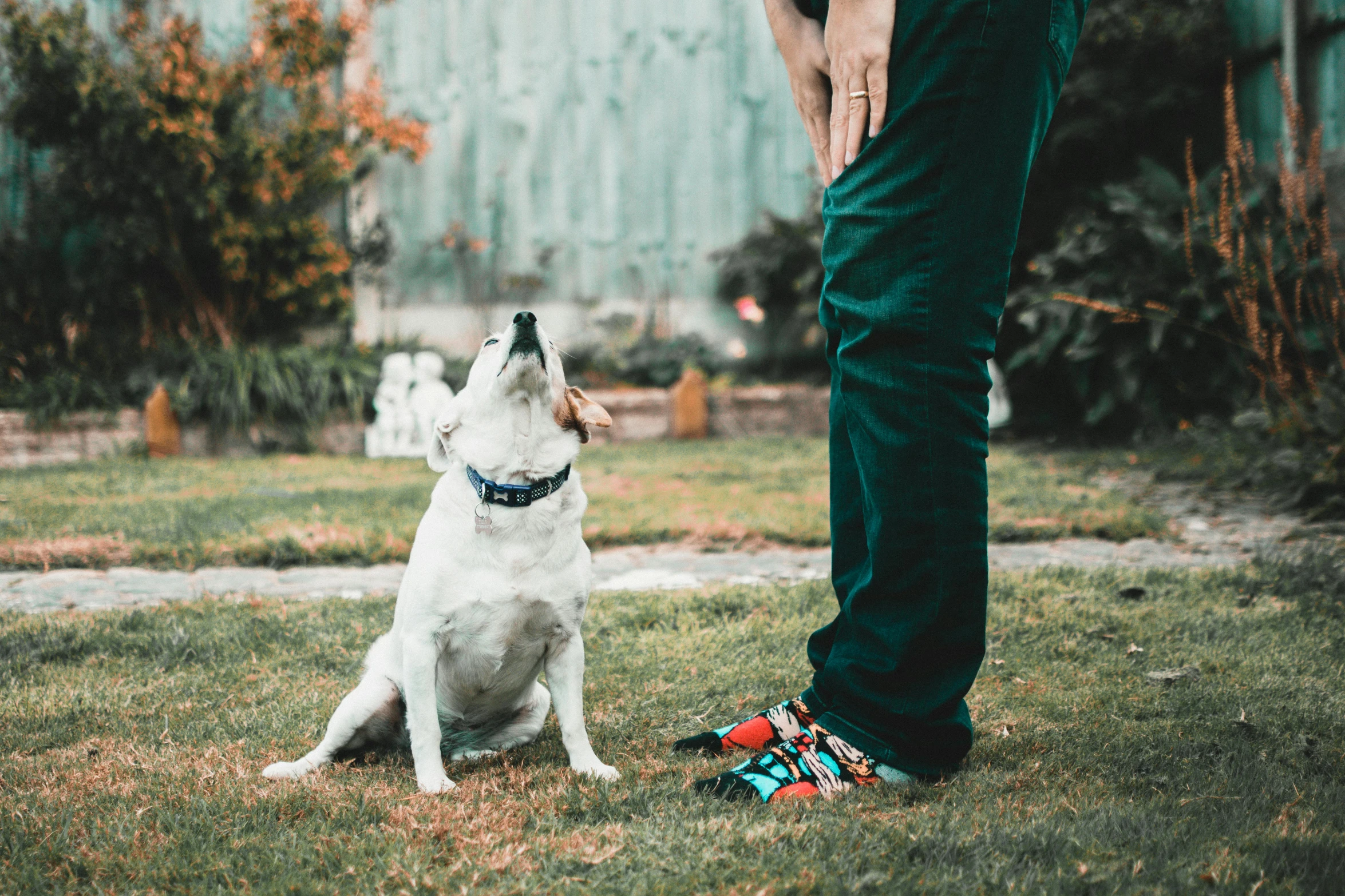 a man standing with his dog on top of the grass