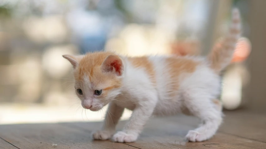 a white kitten is standing on the wooden floor
