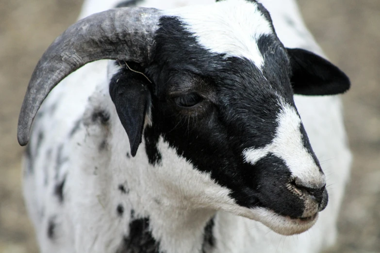 a close up of a goat with black horns