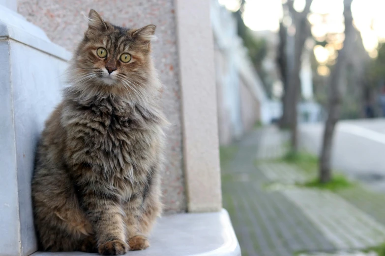 the cat is sitting on a ledge by the wall