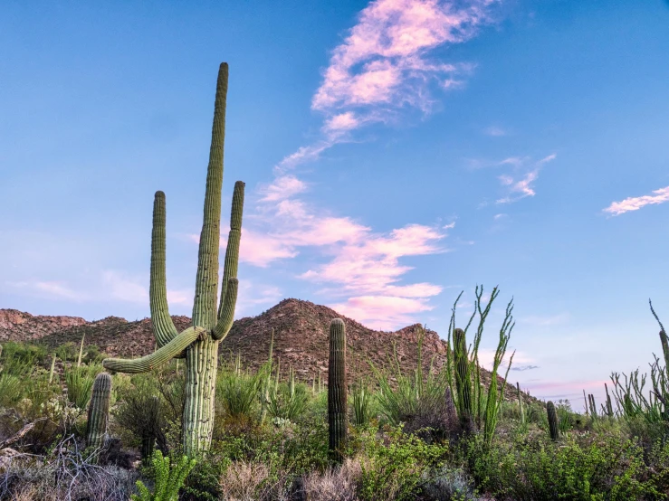 cactus and cactus trees stand in a desert with many tall green plants