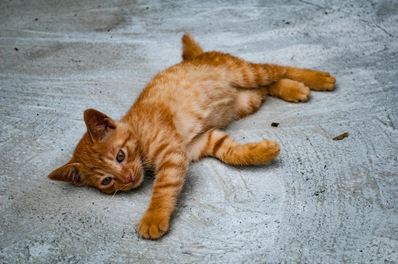 a small orange kitten laying on top of a floor