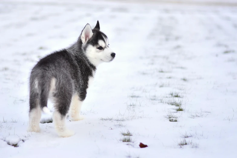 a small husky dog is standing in the snow