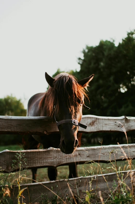 the horse is looking through the wooden fence