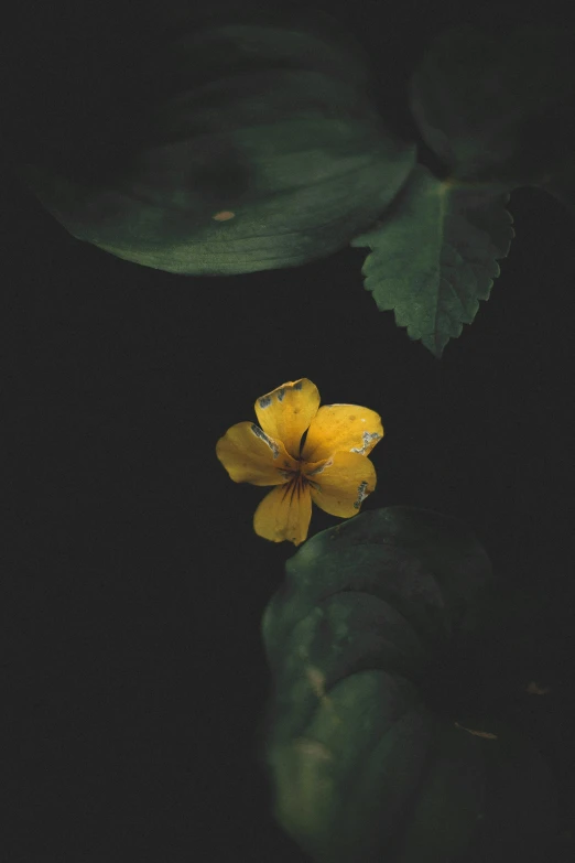 yellow flower blooming from the green leaf on a black background