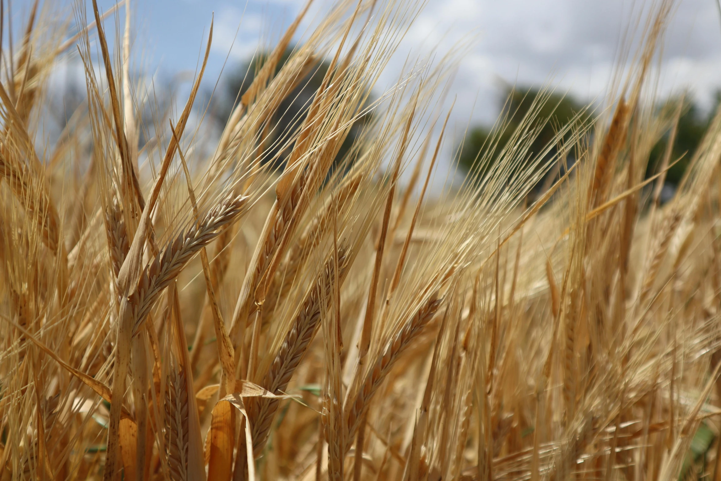 a field of wheat is shown against the sky