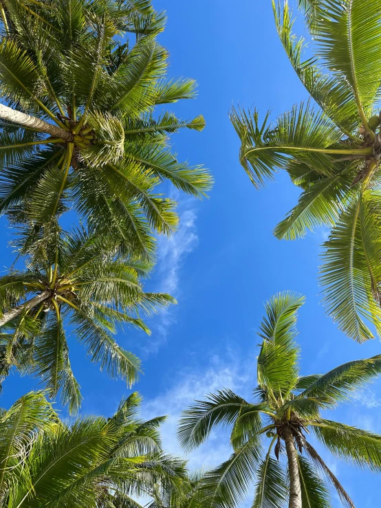 looking up at the top of a cluster of palm trees