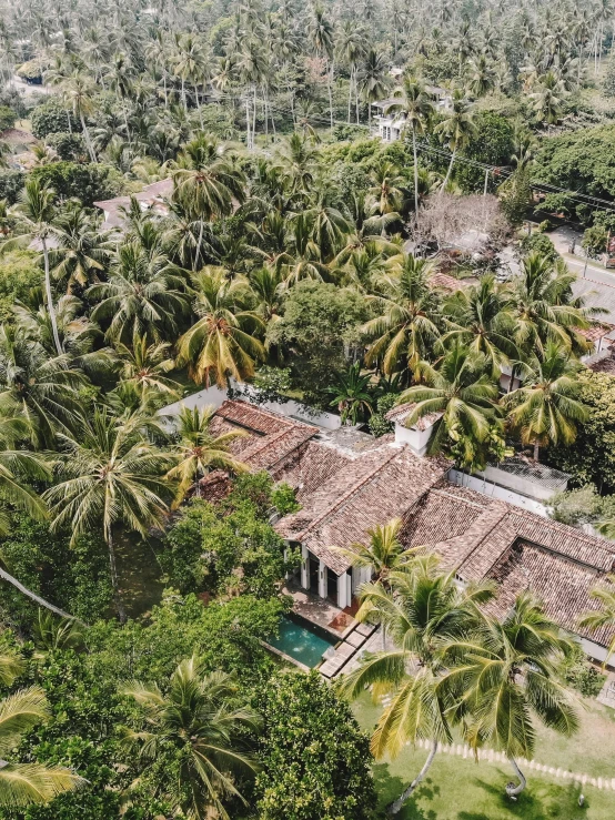 aerial po of tropical homes surrounded by palm trees