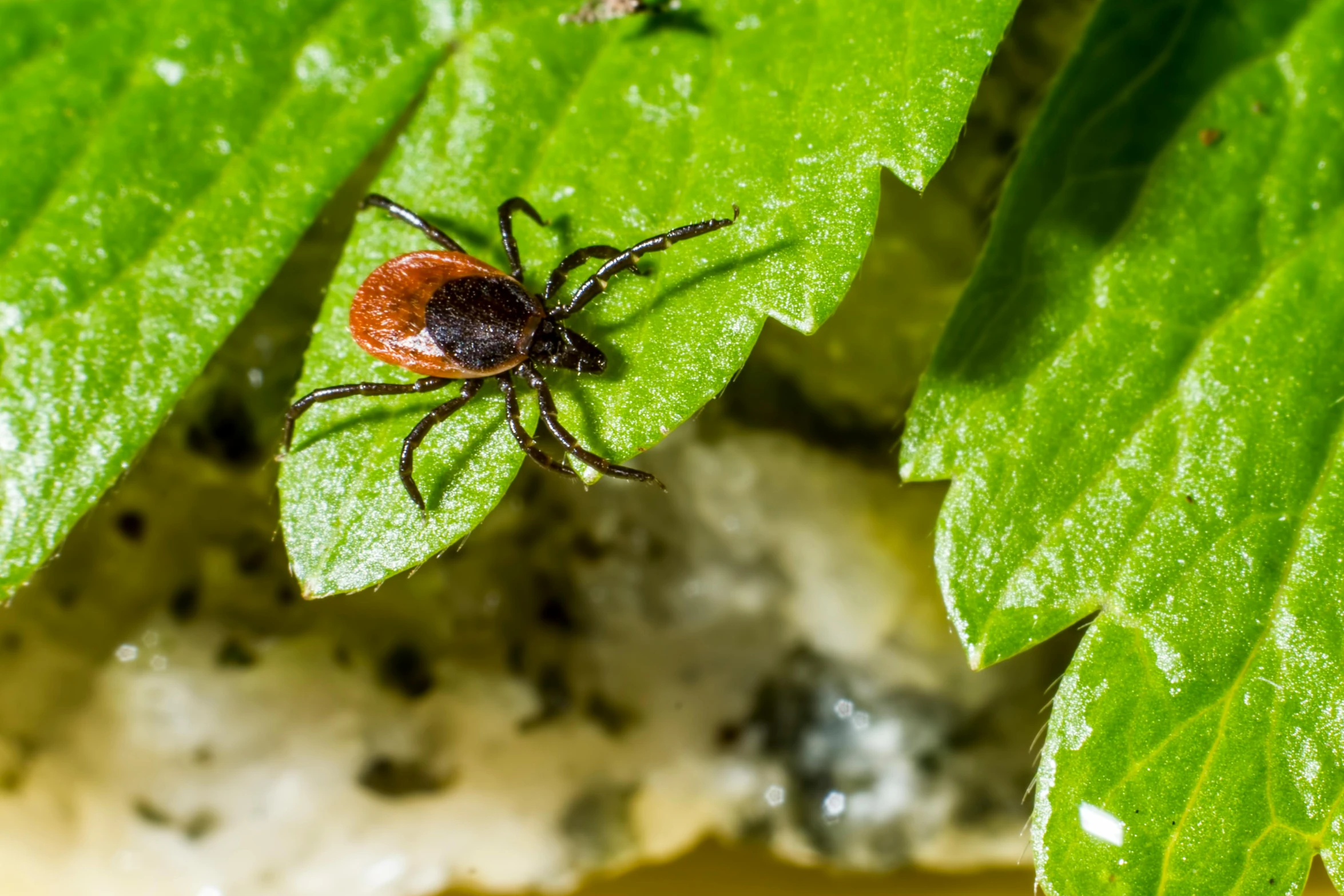 a brown and black bug sitting on top of a green leaf