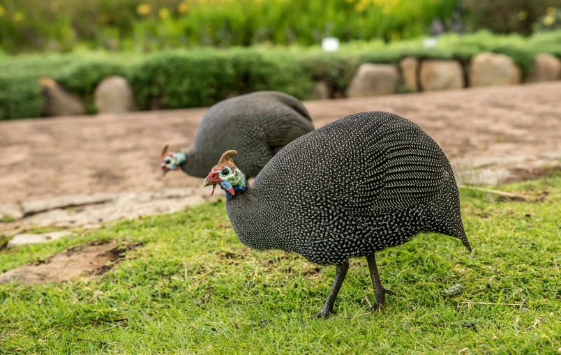 two large birds in the grass near some rocks