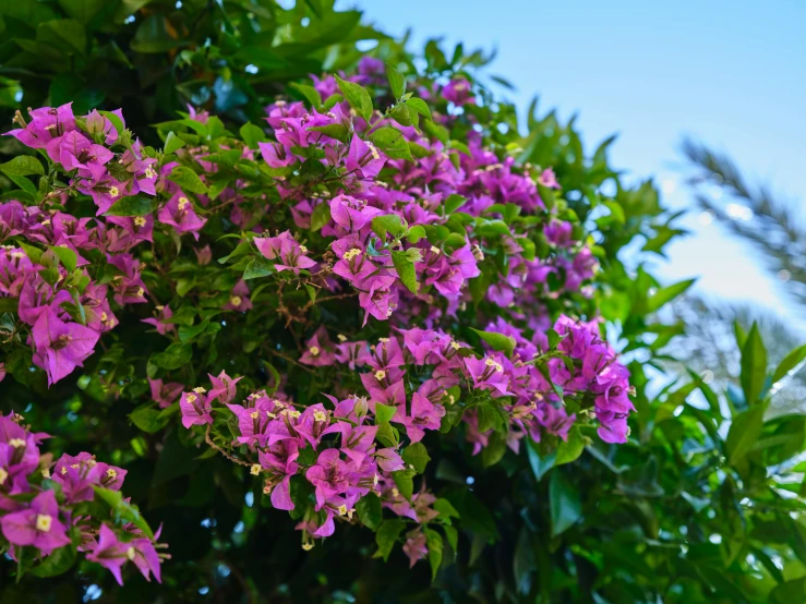 several purple flowers growing on a tree, a blue sky in the background