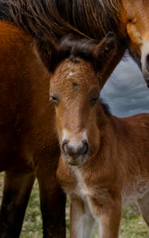 a young pony is rubbing its mother's head