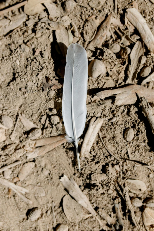 a feather that is laying on some brown dirt