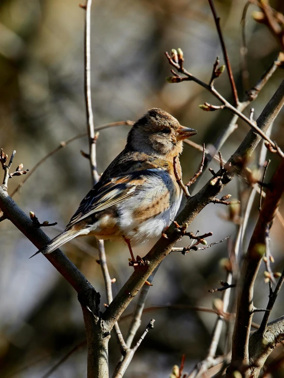 a bird is standing on the tree limb