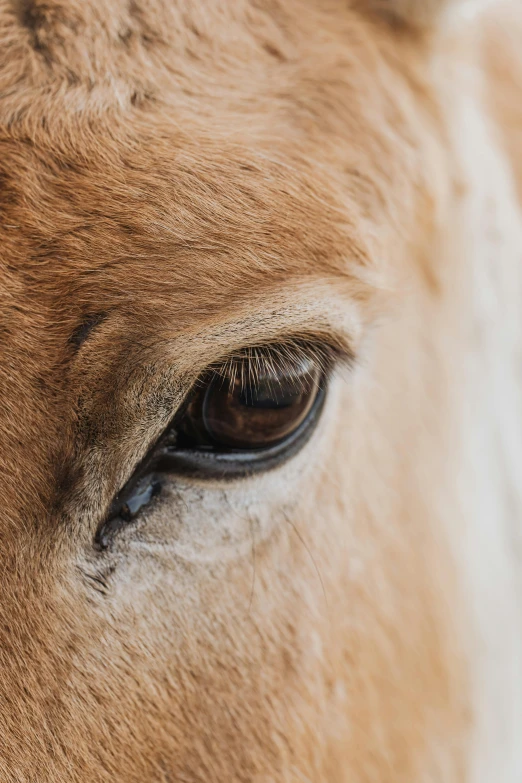 a close up s of a horse's eye