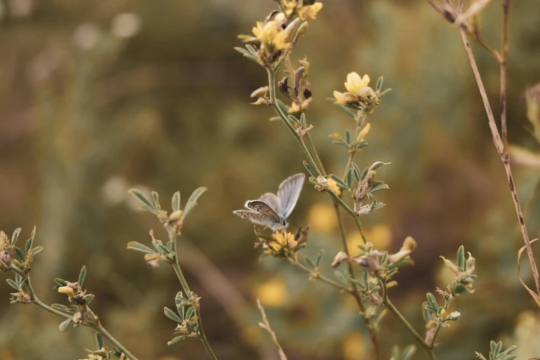 a small grey erfly on a plant with yellow flowers