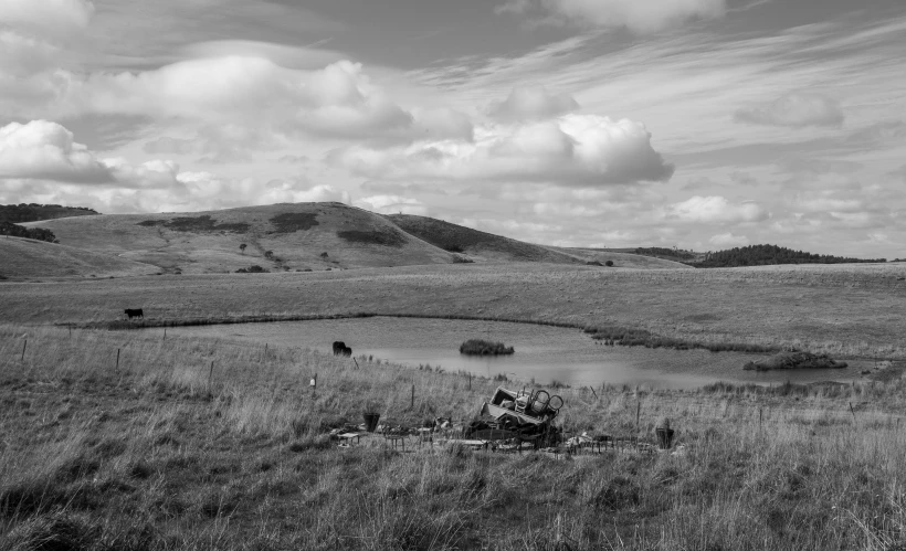 some horses grazing in a large field