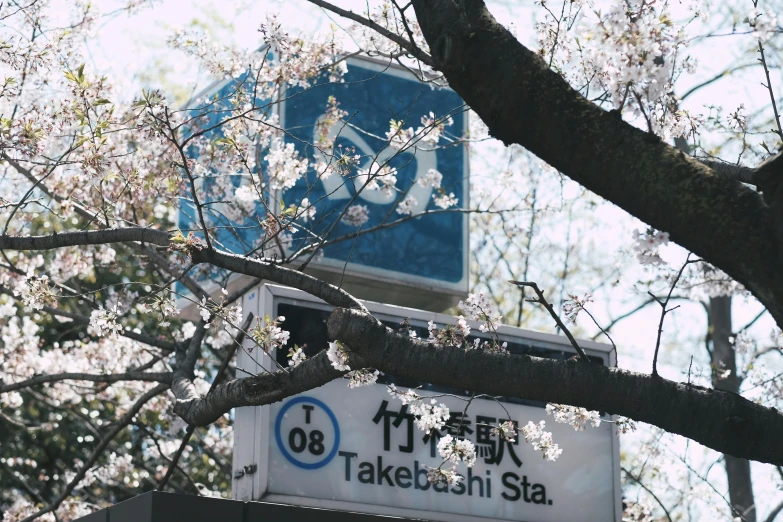 a blue and white street sign sitting on top of a tree