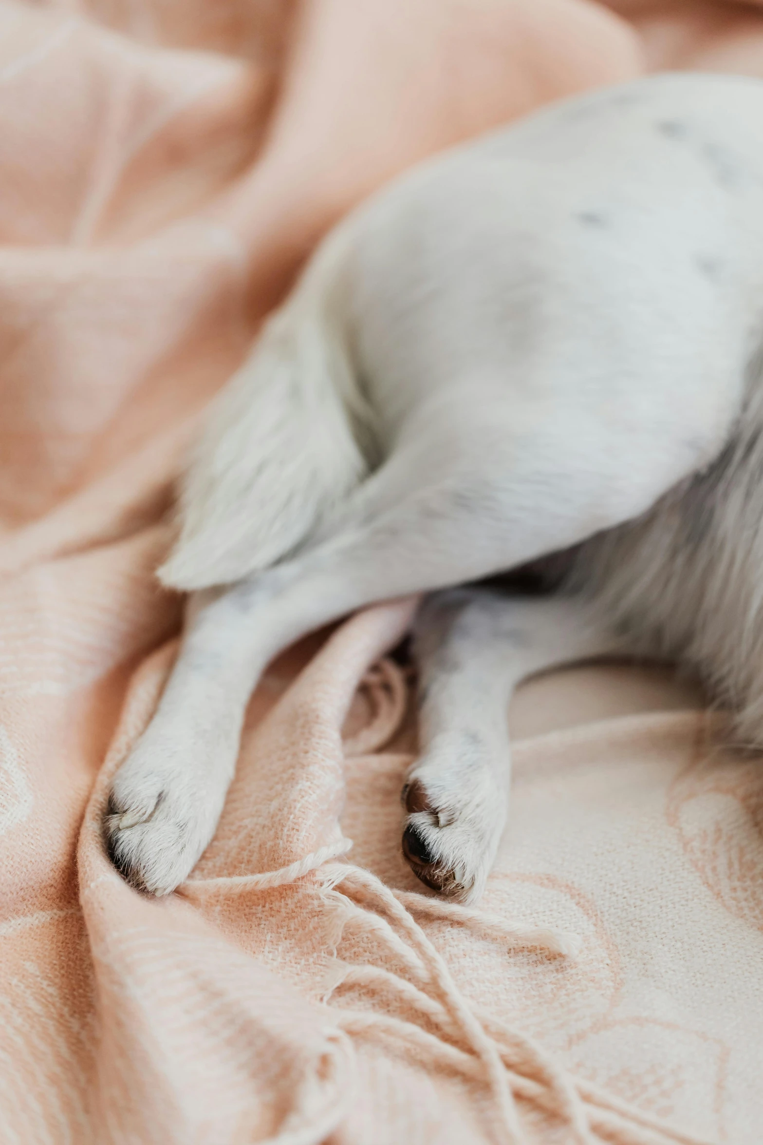 a small dog curled up and sleeping on a blanket