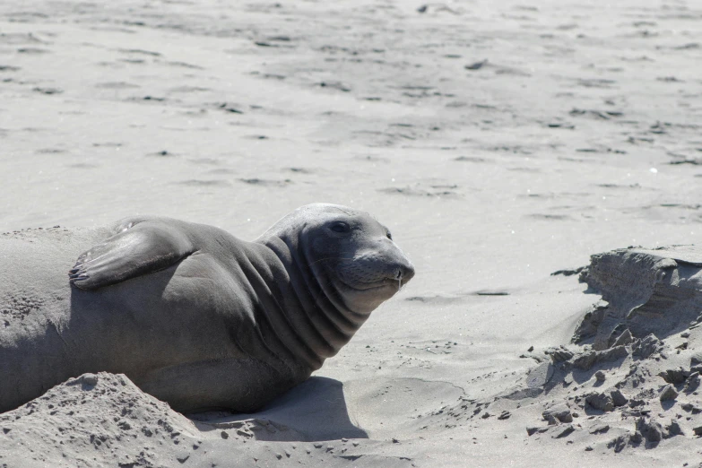 a elephant laying on the beach during low tide