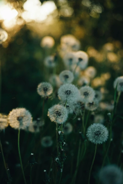 many dandelions that are in the grass