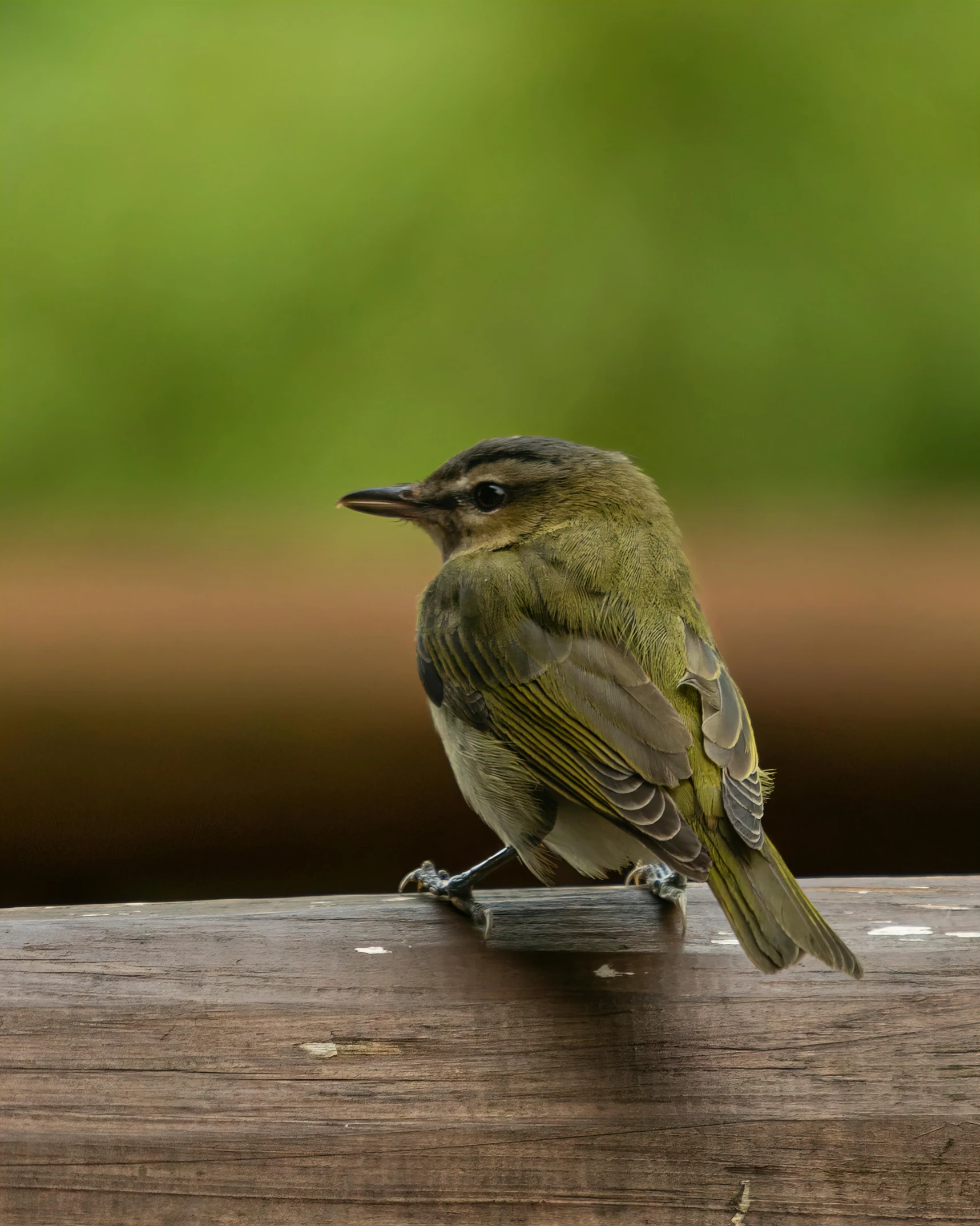 a bird that is perched on the side of a wooden rail