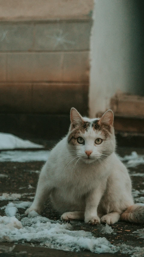 a white cat with green eyes sitting on some ice