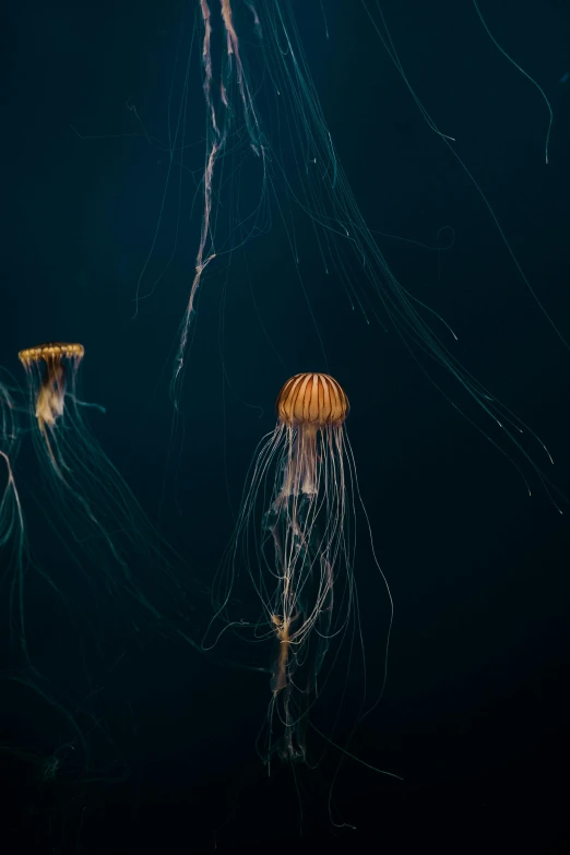 two jelly fish swimming across the water with an ocean background