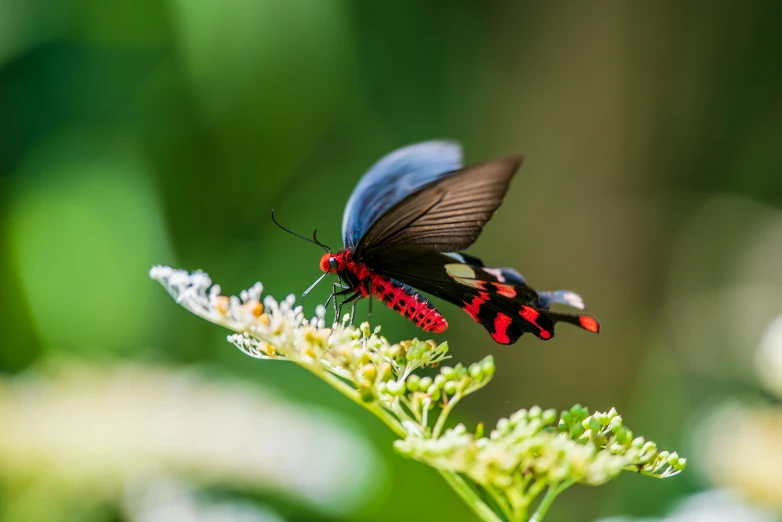 a black, red and blue erfly is resting on a plant