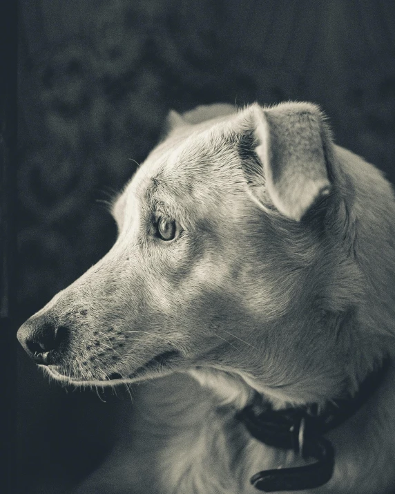 a white dog sitting in front of a black wall