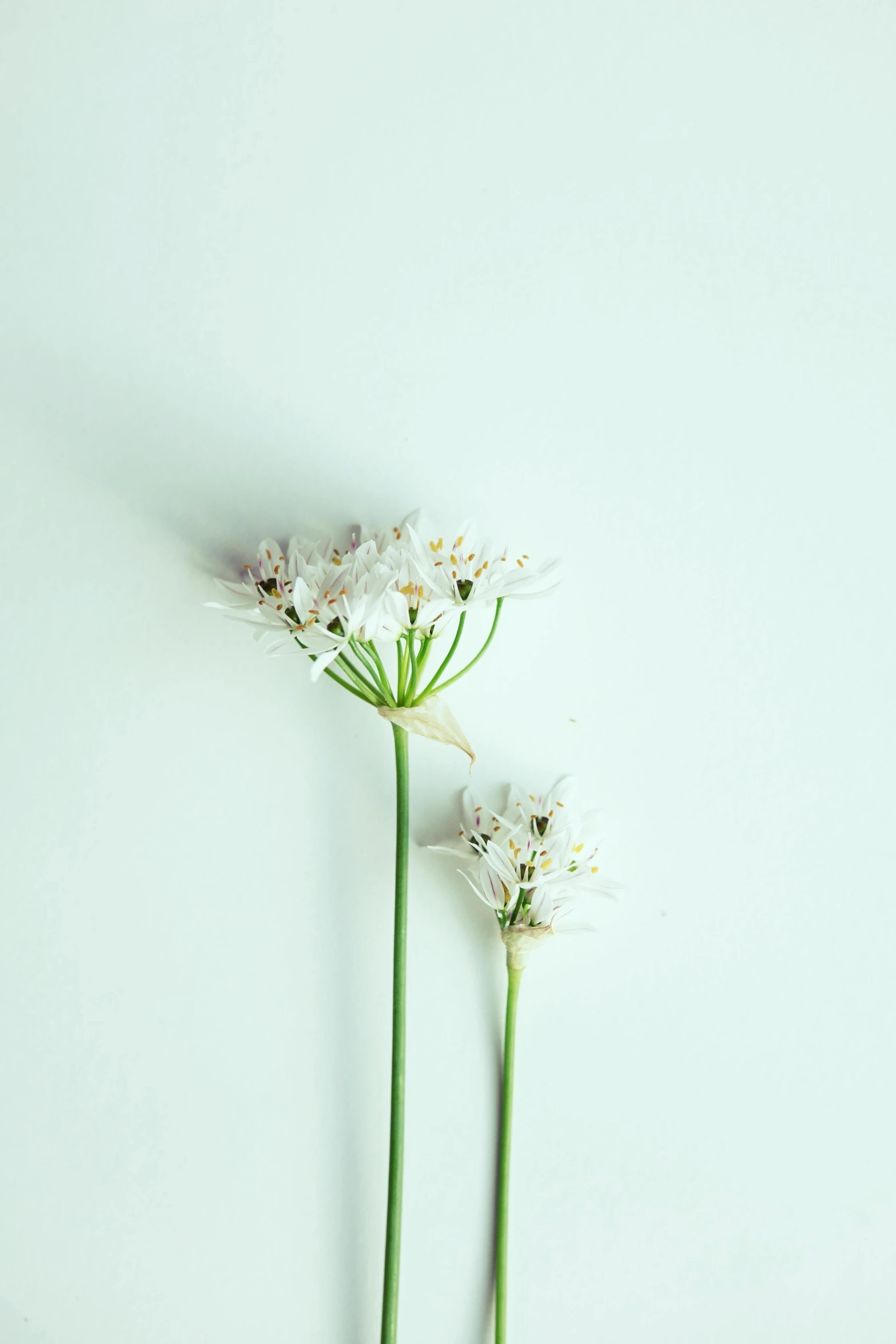 there are two small white flowers and one green plant