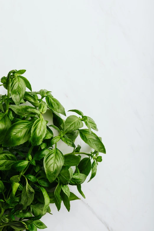 several leaves in a bunch on a white background