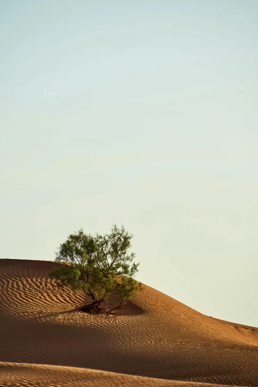 tree growing on a desert plain against a blue sky