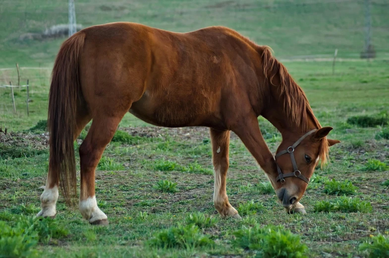 an image of a horse eating the grass