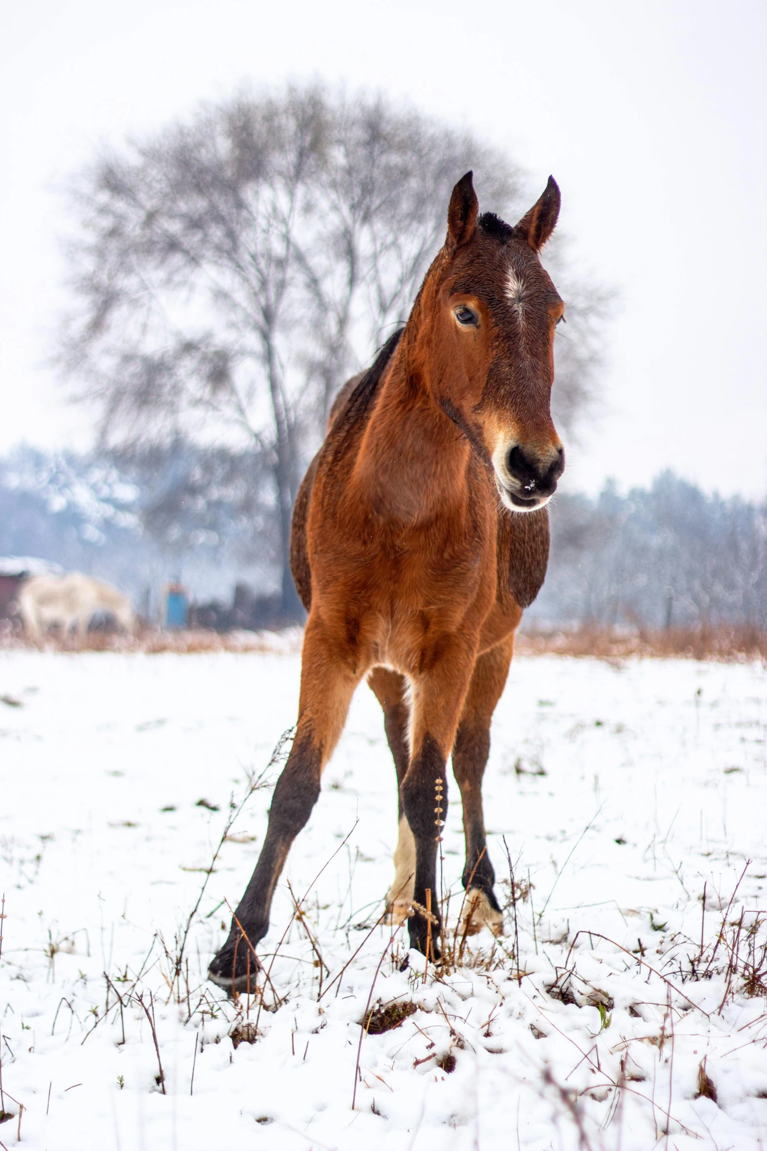 a small horse in a snowy field with trees in the background