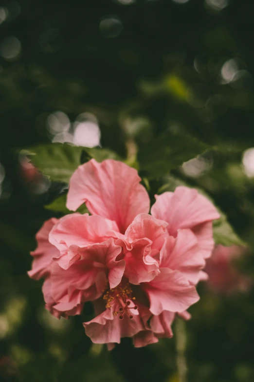 a large pink flower sitting in front of a leafy plant