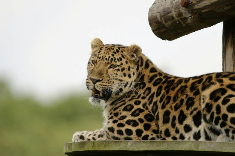 a leopard is sitting and staring at soing