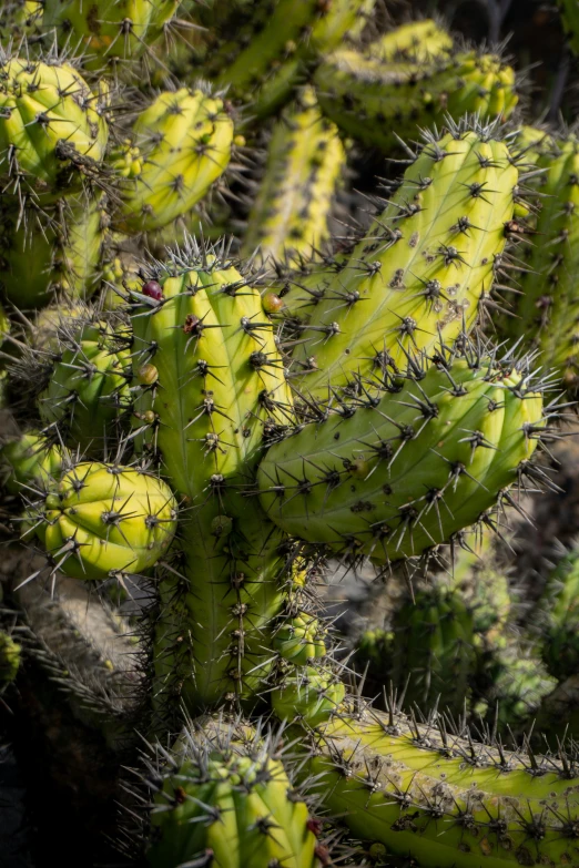 a large group of cactus plants together in a desert