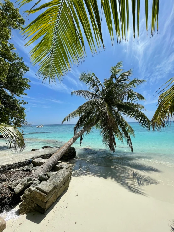 tropical beach scene with palm trees on the sand