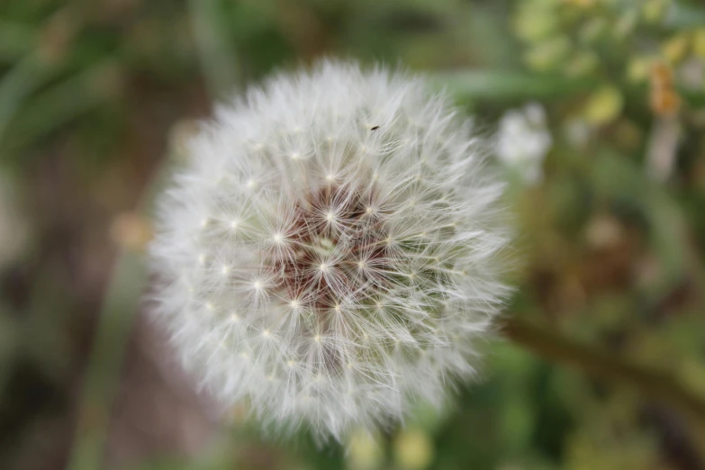 close up of a white flower that is dying